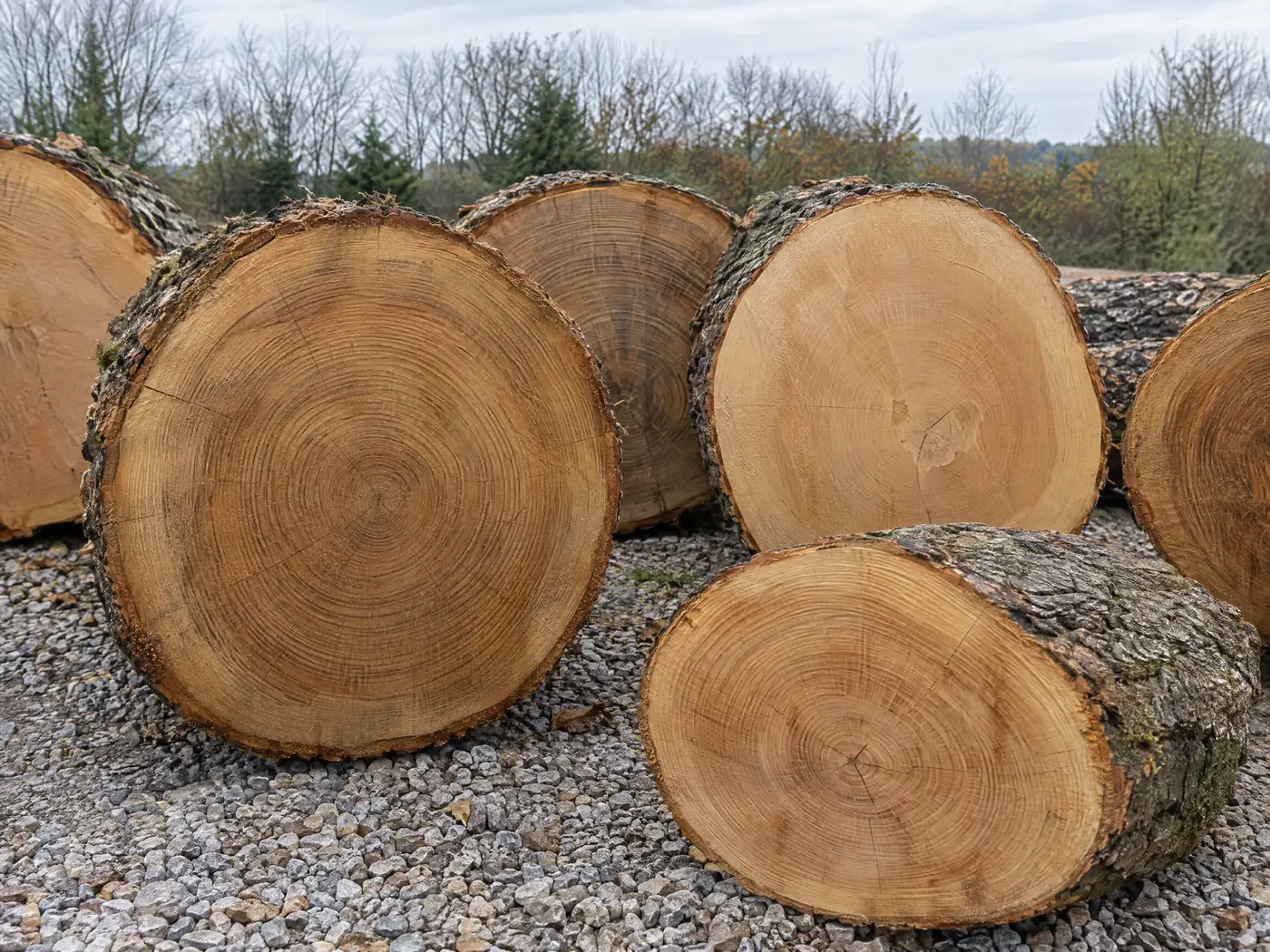 Baumscheiben aus Eiche und Buche mit sichtbaren Jahresringen