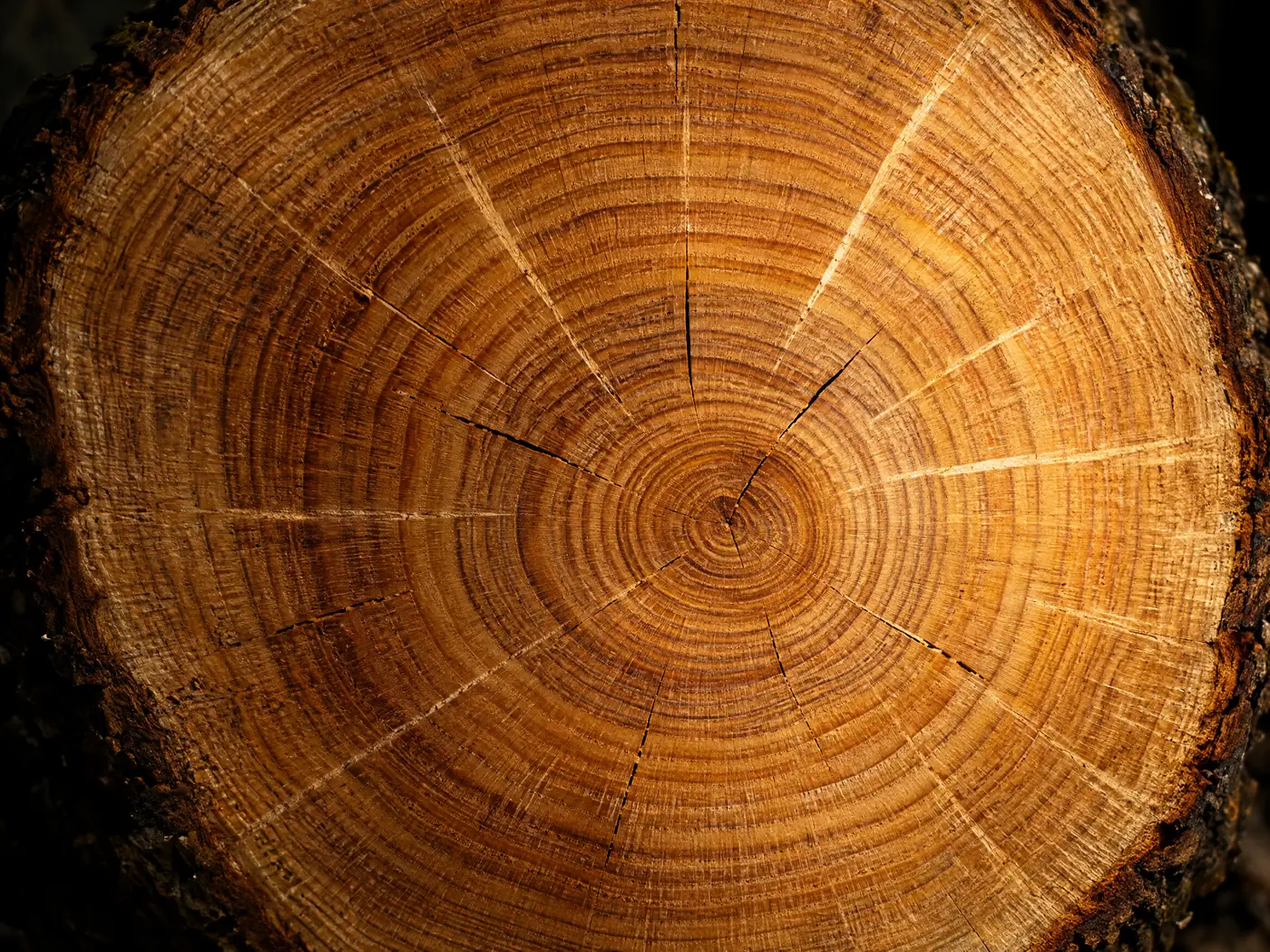 Jahresringe im Hirnholz eines Eichenstamms